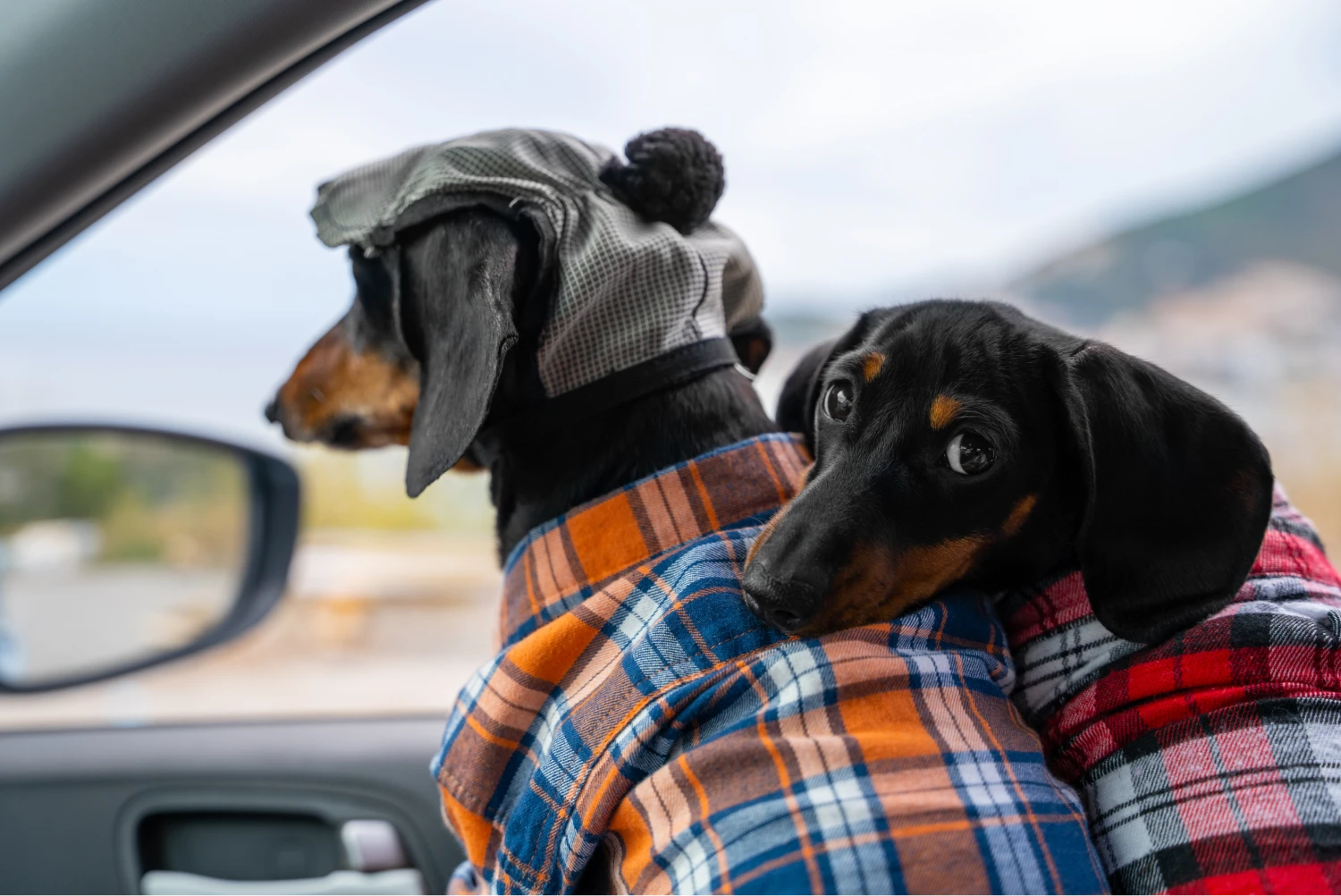 Subaru Ascent Dog Car Seat for Dachshunds