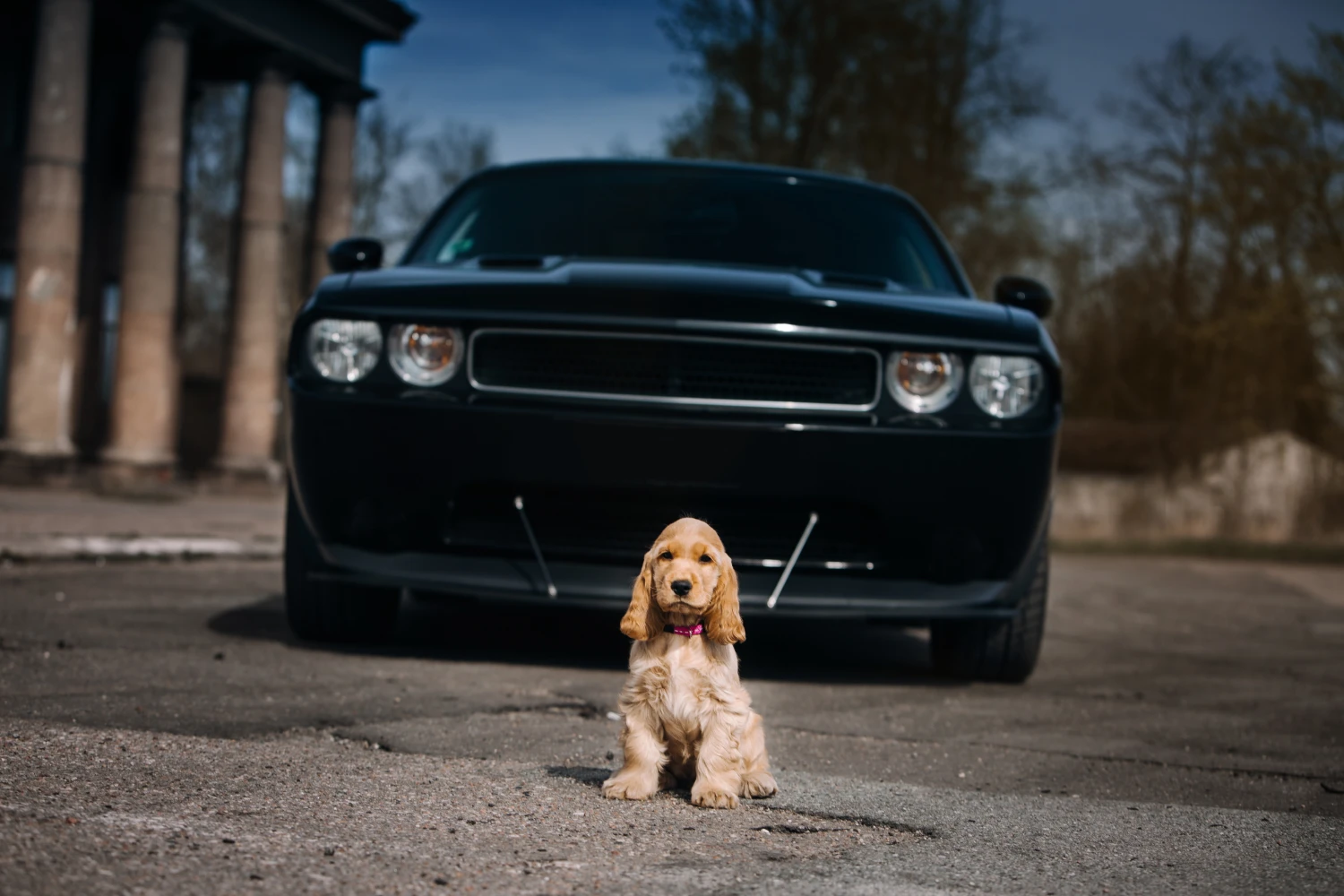 Nissan Maxima Dog Safety Belt for Cocker Spaniels