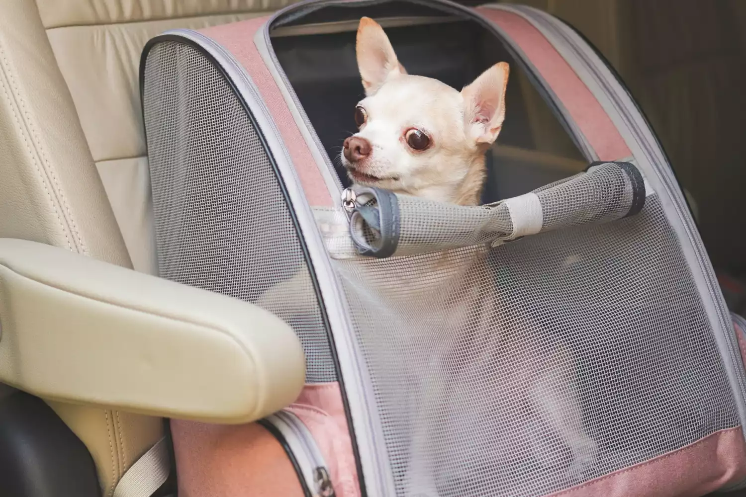 Volkswagen Jetta Dog Safety Belt for Chihuahuas