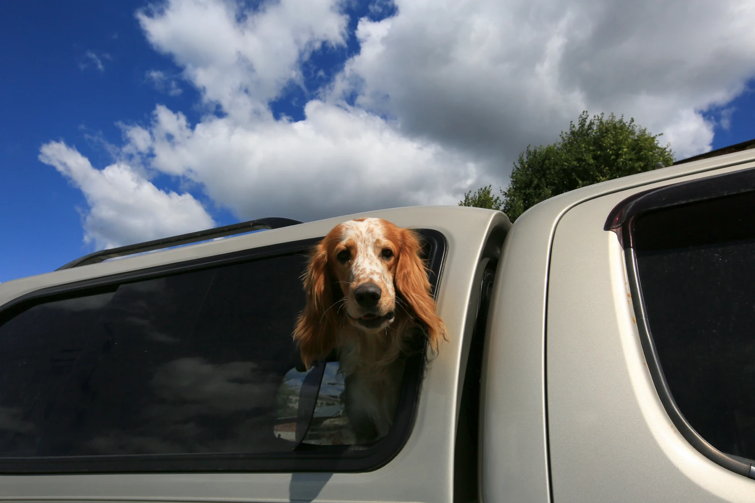 Dodge Charger Dog Car Seat for English Cocker Spaniels