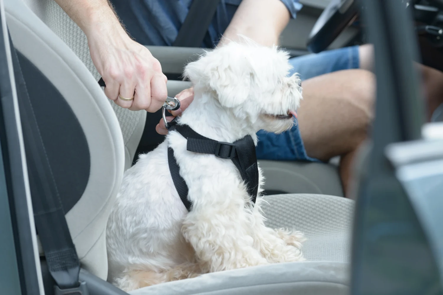 Ford Fusion Dog Car Seat for Bolognese