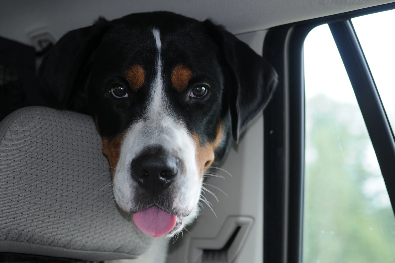 Lexus RX back seat cover for Greater Swiss Mountain Dogs