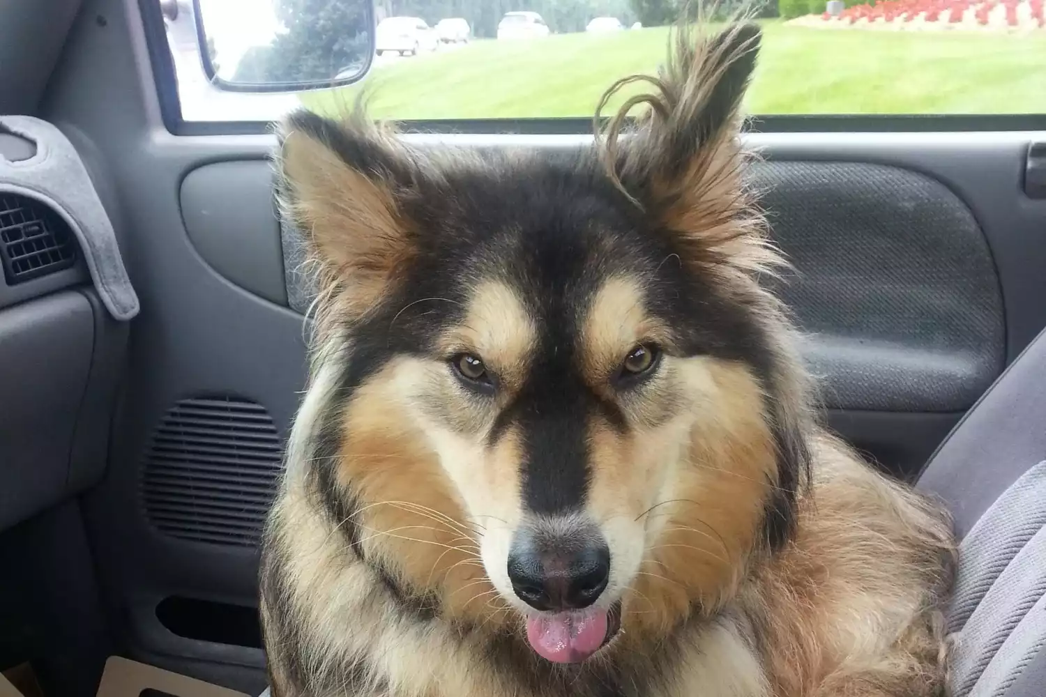 Subaru Crosstrek Dog Car Seat for Swedish Vallhunds