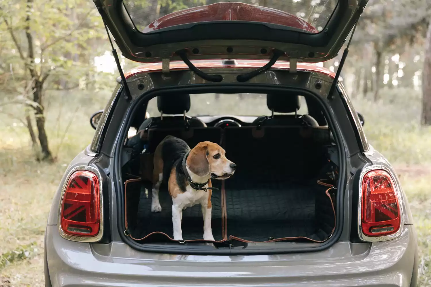 BMW 3 Series back seat cover for Miniature Schnauzers