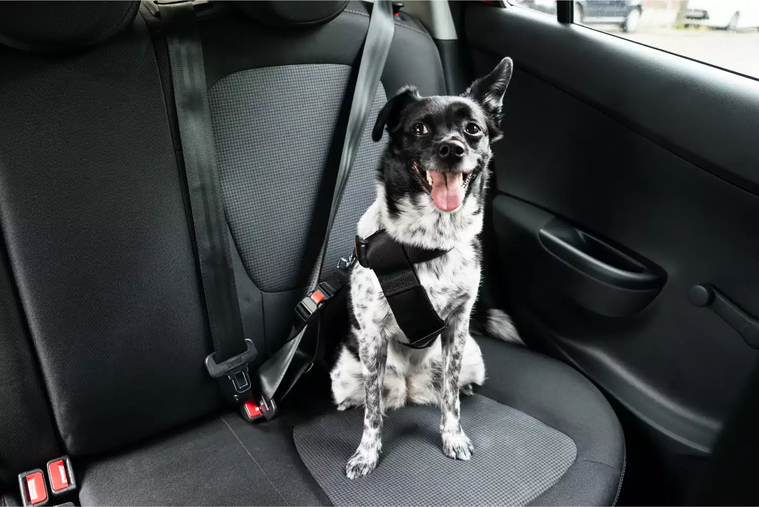 Chevrolet Tahoe Dog Car Seat Belt for Akitas