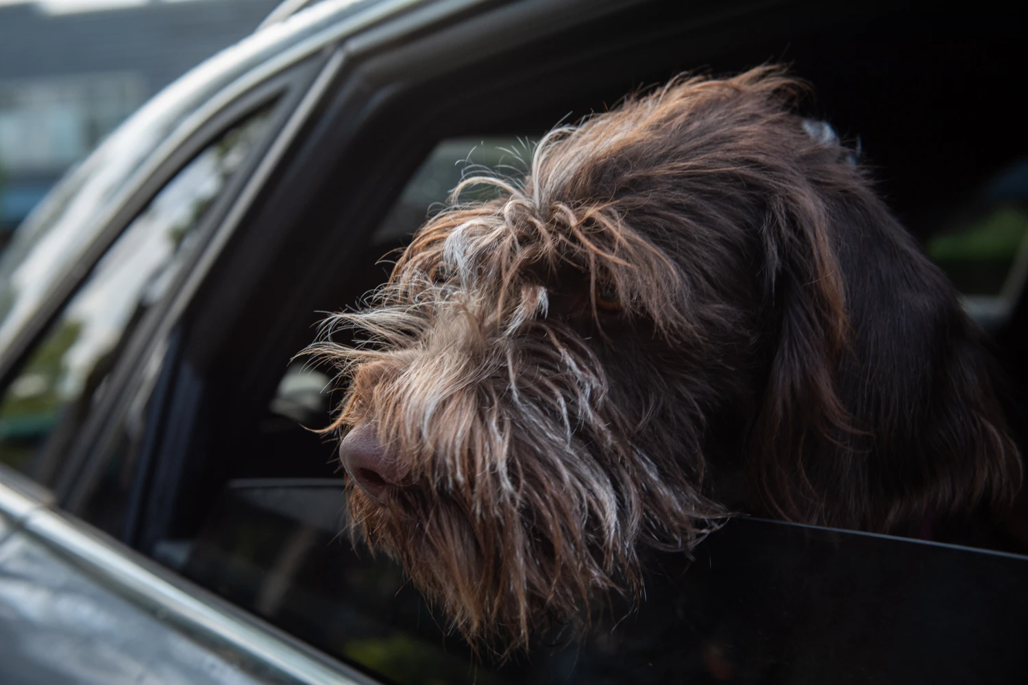 Jeep Grand Cherokee back seat cover for German Wirehaired Pointers