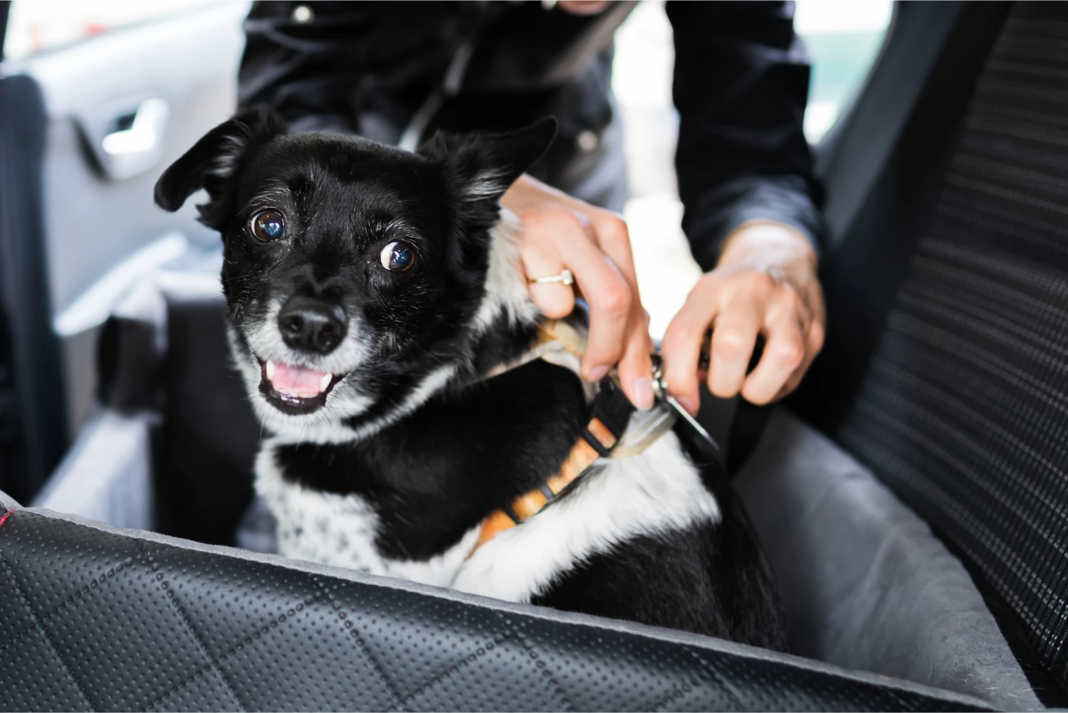 Chevrolet Silverado Dog Safety Belt for Border Terriers