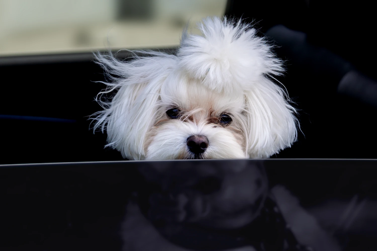 Ford F-Series back seat cover for Havanese