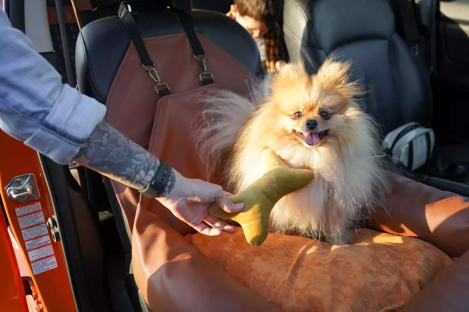 Subaru Crosstrek Dog Car Seat for Swedish Vallhunds