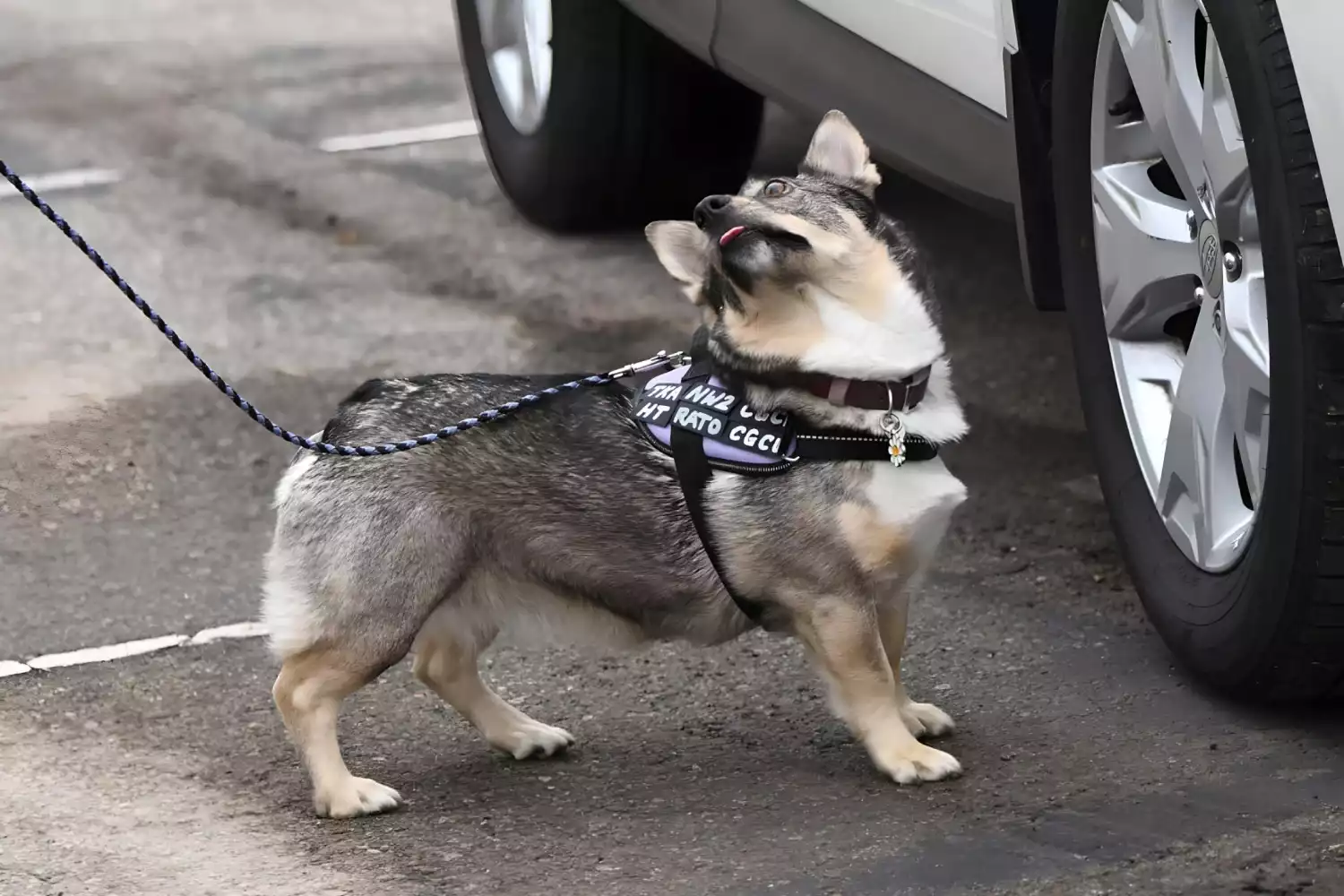 Dog Carrier Purse for Swedish Vallhund